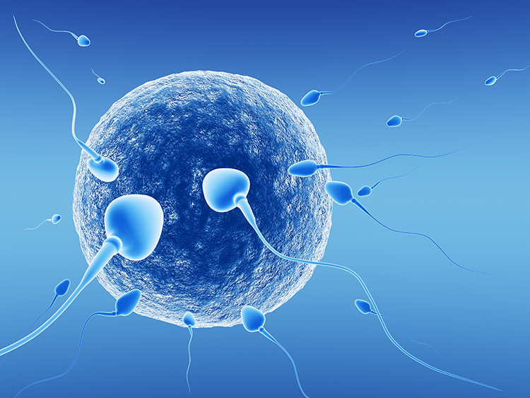 自然受精 （一代试管IVF）
