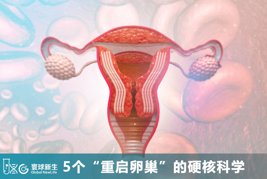 B超查不出窦卵泡？别急着认输！寰球新生揭秘5个“重启卵巢”的硬核科学，海外求子看这一篇就够了！